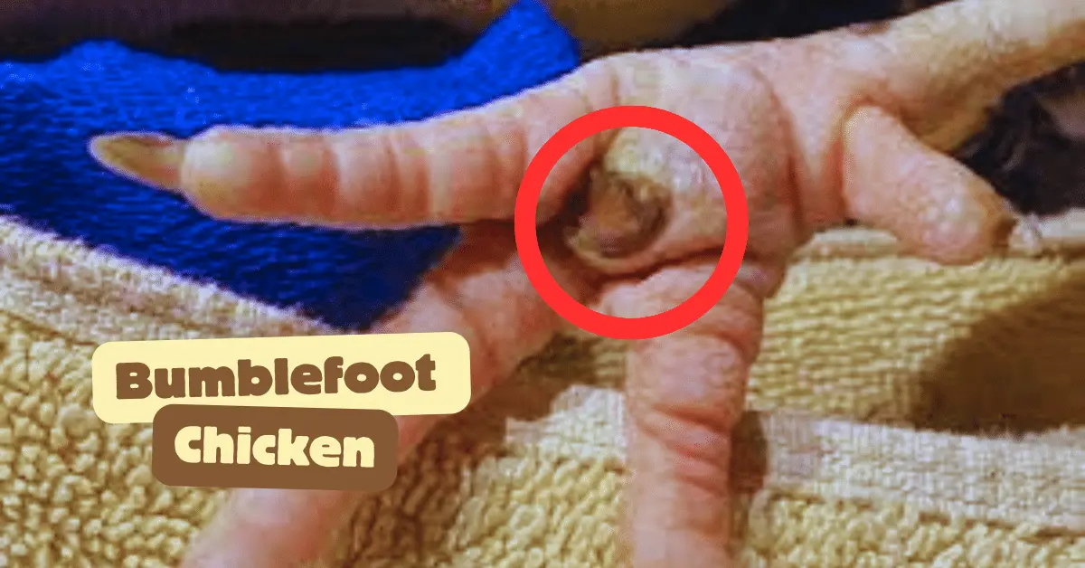 Bumblefoot Chicken Causes Symptoms Treatment Prevention