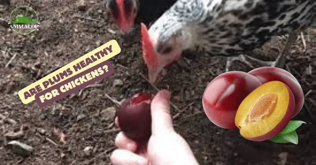 Are Plums Healthy Chickens