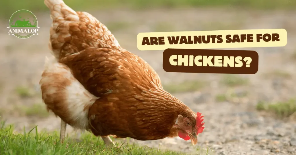 Are Walnuts Safe For Chickens?