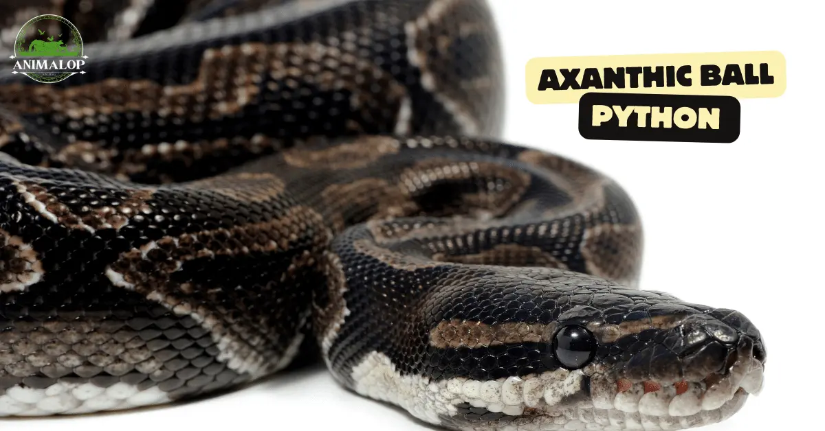 Axanthic Ball Python Breed Guide And Cost 2024