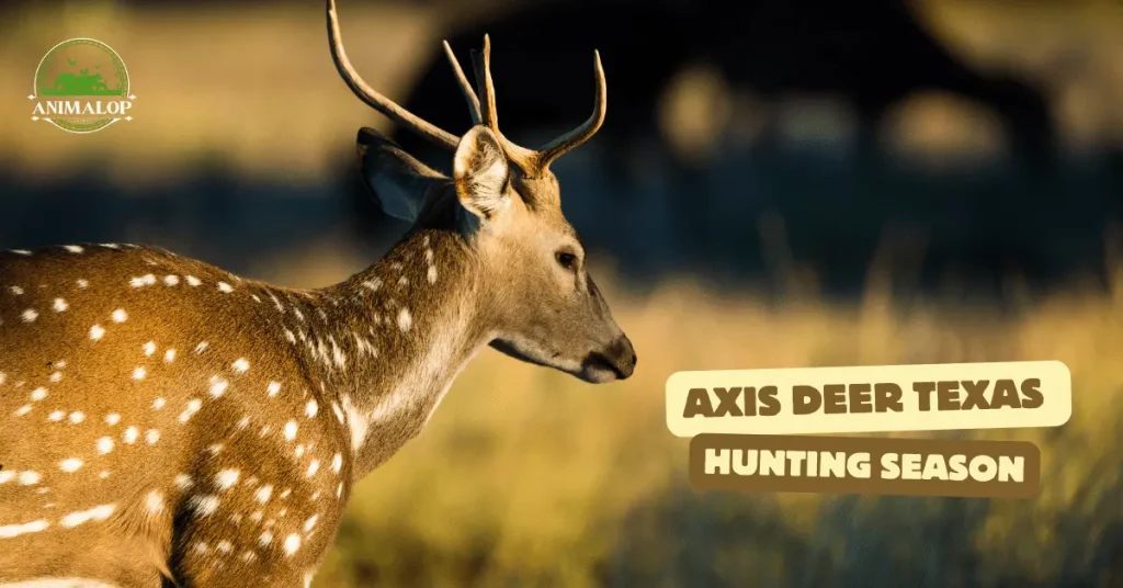 Axis Deer Texas Hunting Season