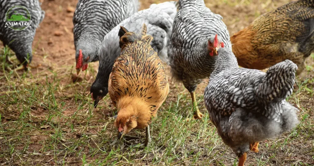 Best Egg Laying Breeds To Add To Your Backyard Flock