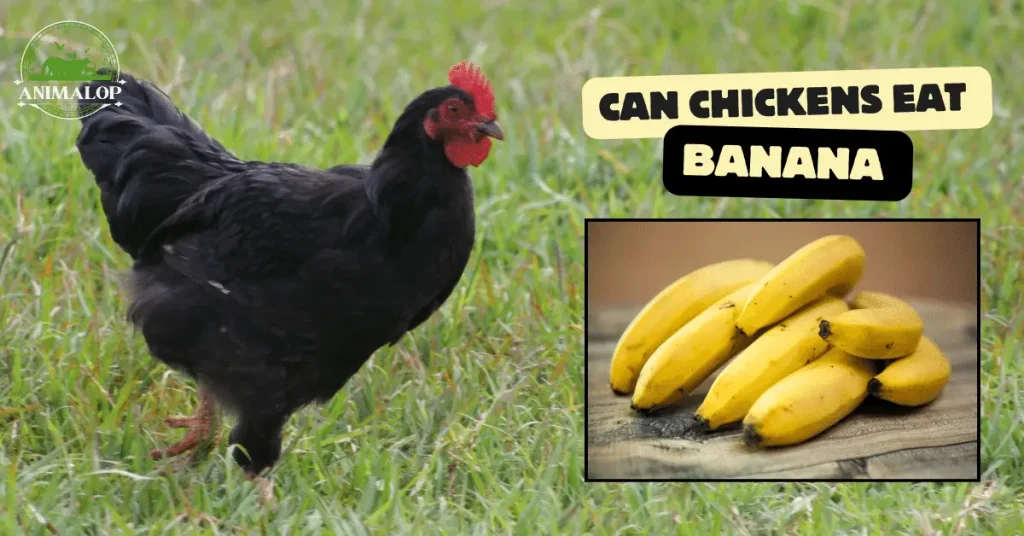 Can Chickens Eat Banana With Peels