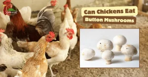Can Chickens Eat Button Mushrooms