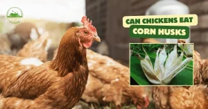 Can Chickens Eat Corn Husks: Nutritional Benefits & Feeding Tips