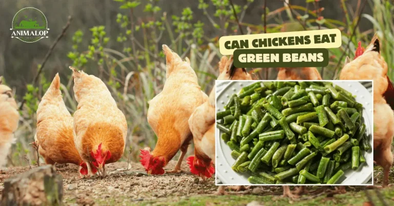 Can Chickens Eat Green Beans: Fact Revealed