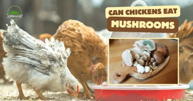 Can Chickens Eat Mushrooms: 3 Safe Species & Health Benefits