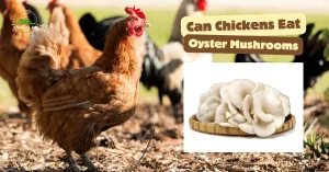 Can Chickens Eat Oyster Mushrooms
