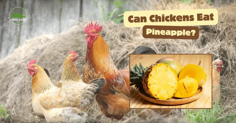 Can Chickens Eat Pineapple: 5 Benefits & Feeding Guidelines