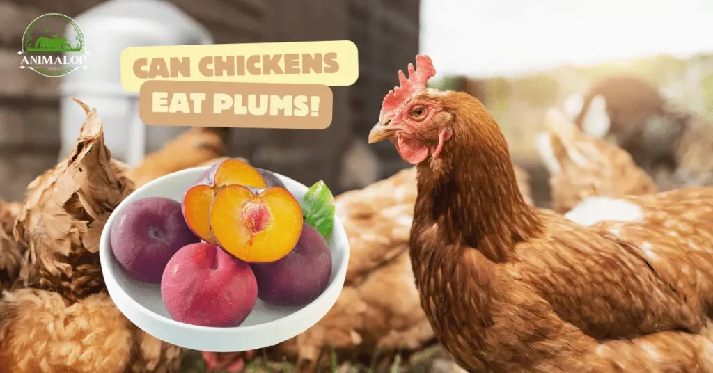 Can Chickens Eat Plums? Facts You Must Know
