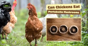 Can Chickens Eat Portobello Mushrooms