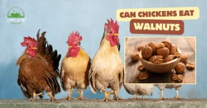 Can Chickens Eat Walnuts: 3 Health Benefits & Potential Risks