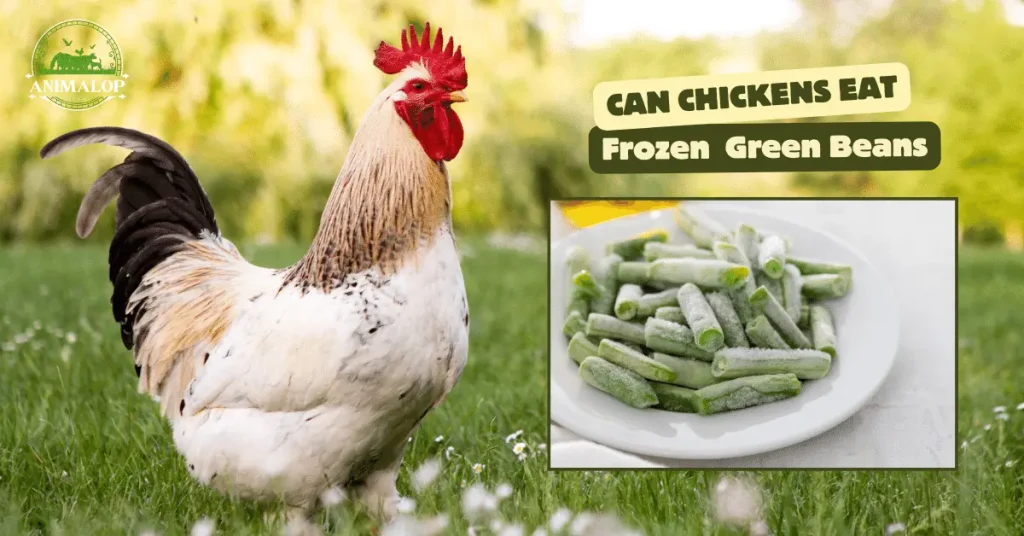 Can Chickens Eat Frozen Green Beans?