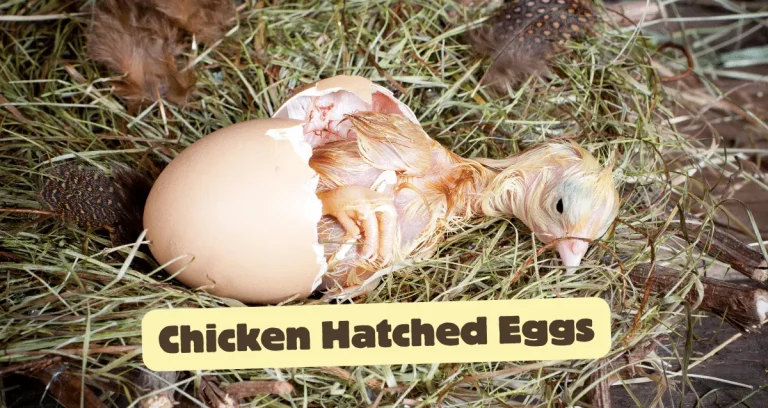 Chicken Hatched Eggs: What Are The Stages?