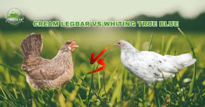 Cream Legbar Vs Whiting True Blue 