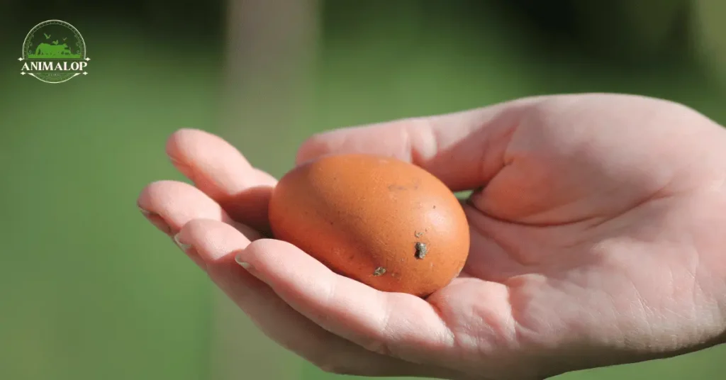 Cuckoo Marans Eggs