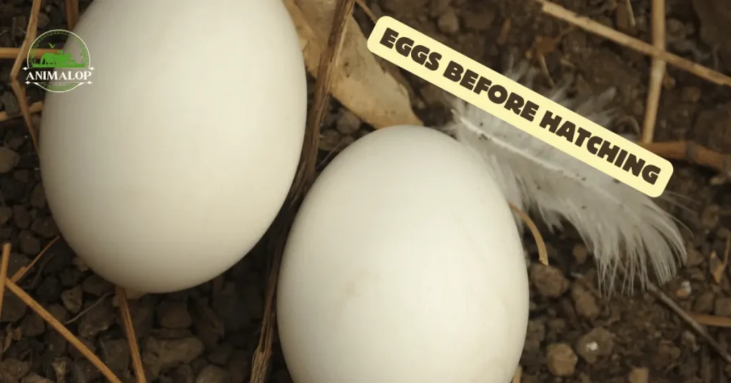 Keeping Eggs Before Hatching