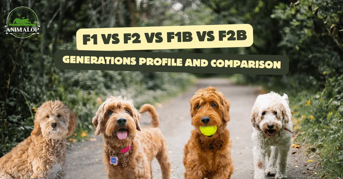 F1 Vs F2 Vs F1B Vs F2B Generations Profile And Comparison