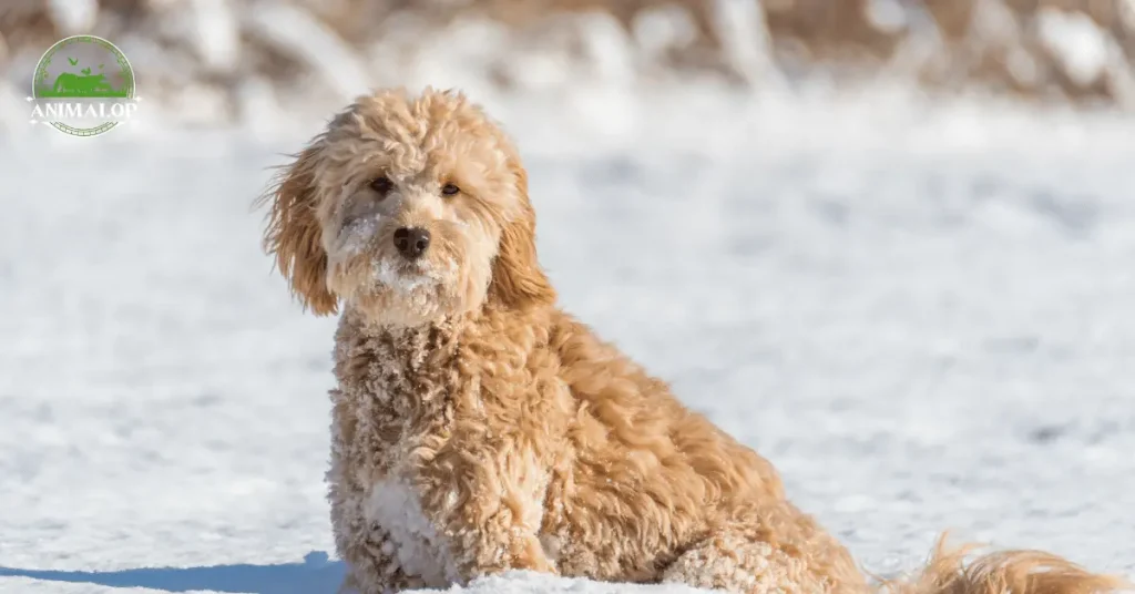 F1B Goldendoodle Quick Breed Profile