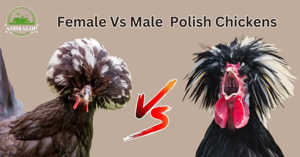 Female Vs Male Polish chicken