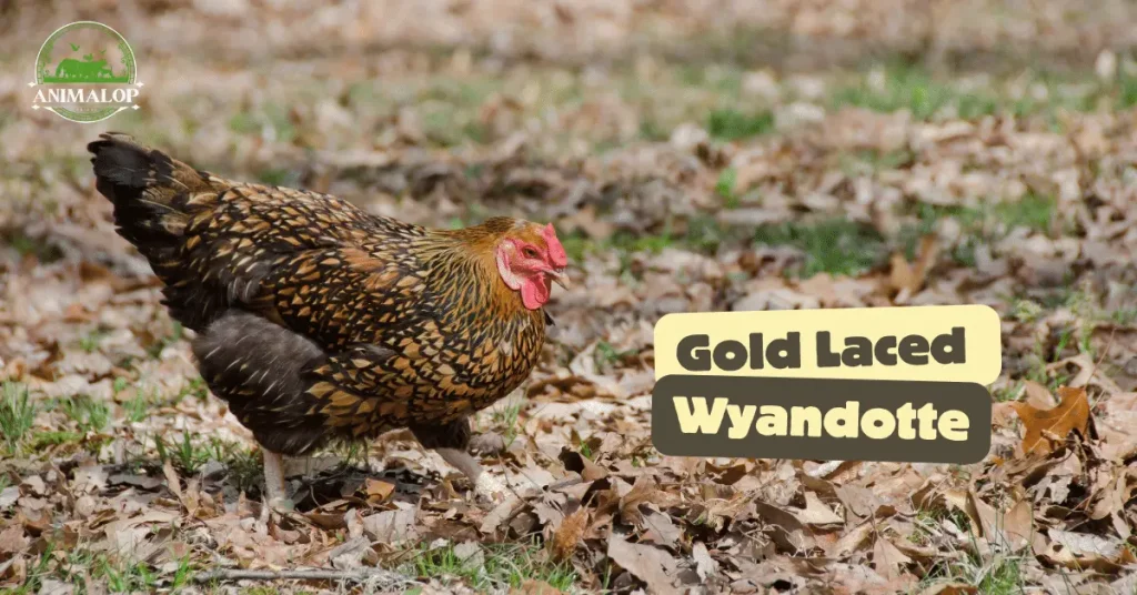 Golden Laced Wyandotte: Breed, Eggs, Profile, & More