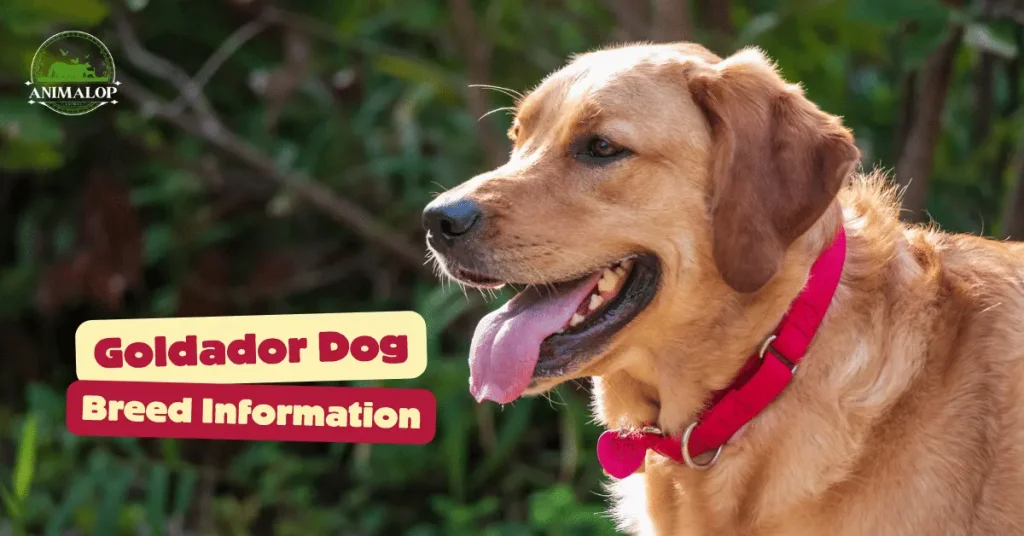 Goldador Dog Breed Information