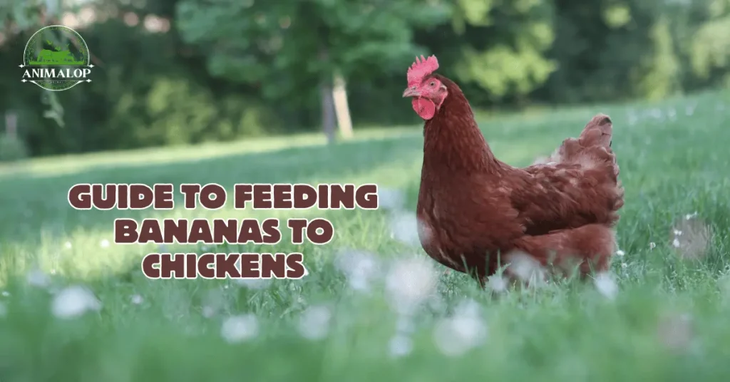 Guide To Feeding Bananas To Chickens