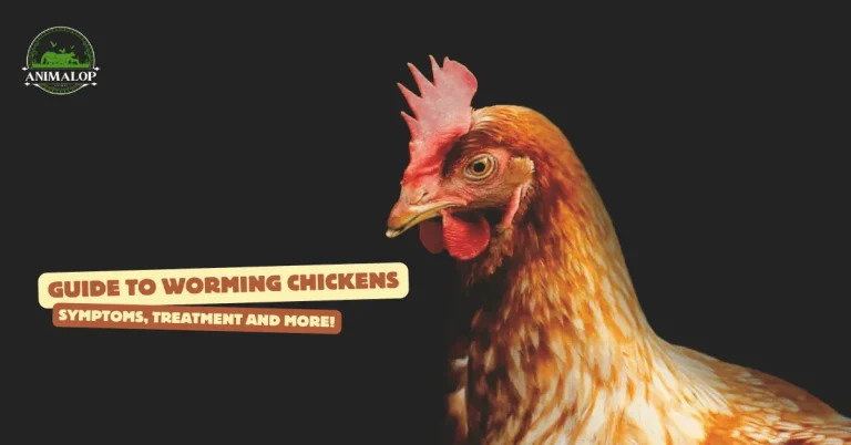 Guide to Worming Chickens: Symptoms, Treatment and More!