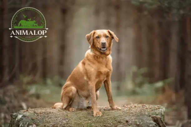 Red Fox Lab Retrievers: Puppy Breed, Characteristics, Facts, & More