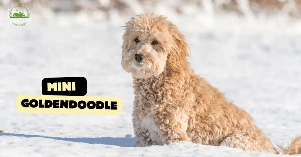 Mini GoldenDoodle Characteristics And Breed Info