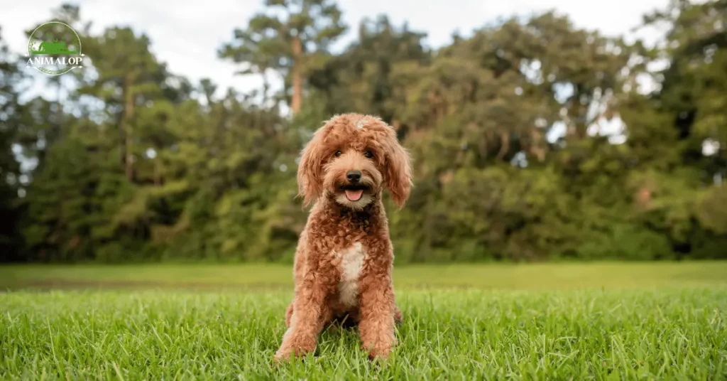 Mini Golden Doodle picture