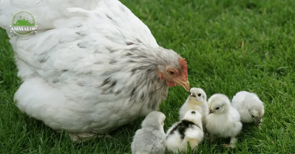 Mother Hens and Their Chicks 1