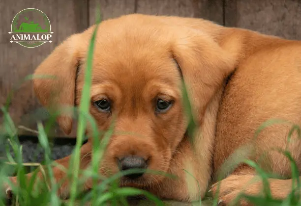 Red Fox Lab Retrievers