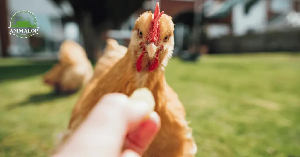 Risks Of Feeding Walnuts To Chickens