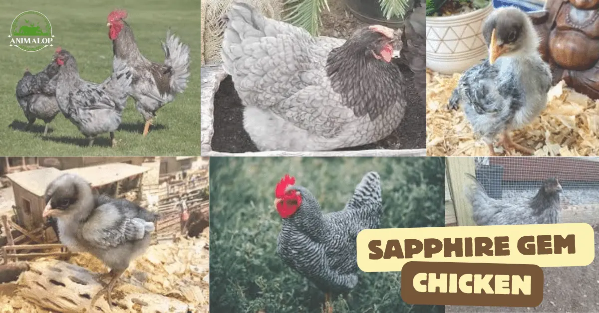 Sapphire Gem Chicken Breed: Roosters Vs Hen Profile 2024