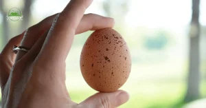 Speckled Sussex Chicken egg