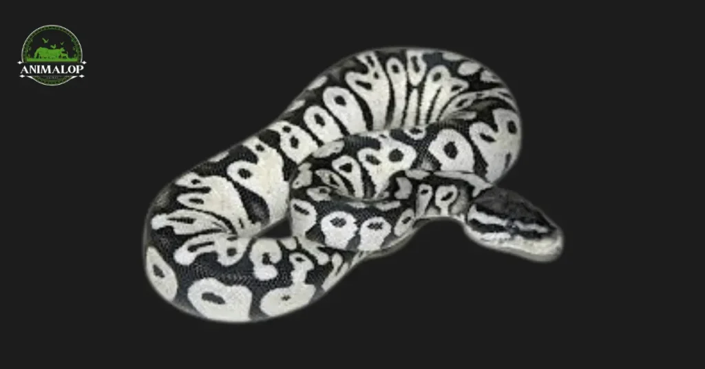 Axanthic Ball Python Breed Guide And Cost 2024