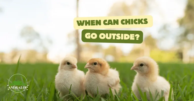 When Can Chicks Go Outside? 6 Factors To Consider