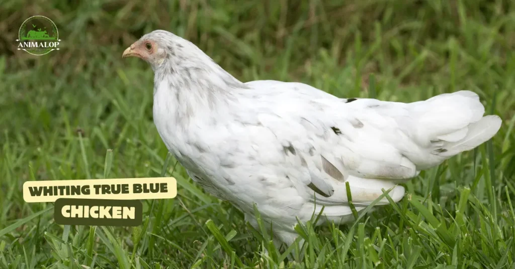 Whiting True Blue Chicken Breed: The Blue Egg-Layers