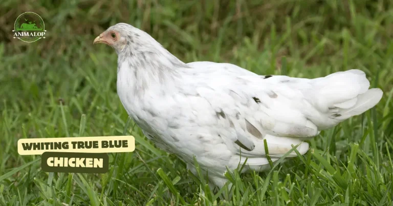 Whiting True Blue Chicken Breed Guide 2024: The Blue Egg-Layers