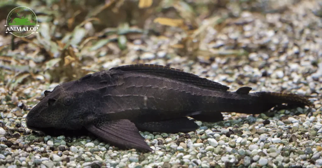 big Rubber Lip Pleco