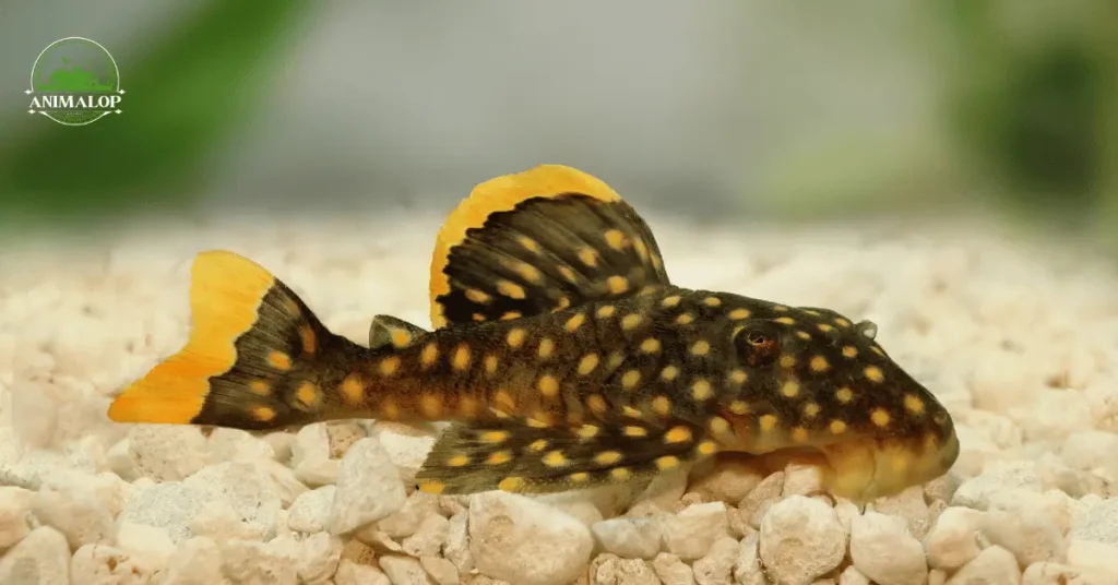 golden Rubber Lip Pleco