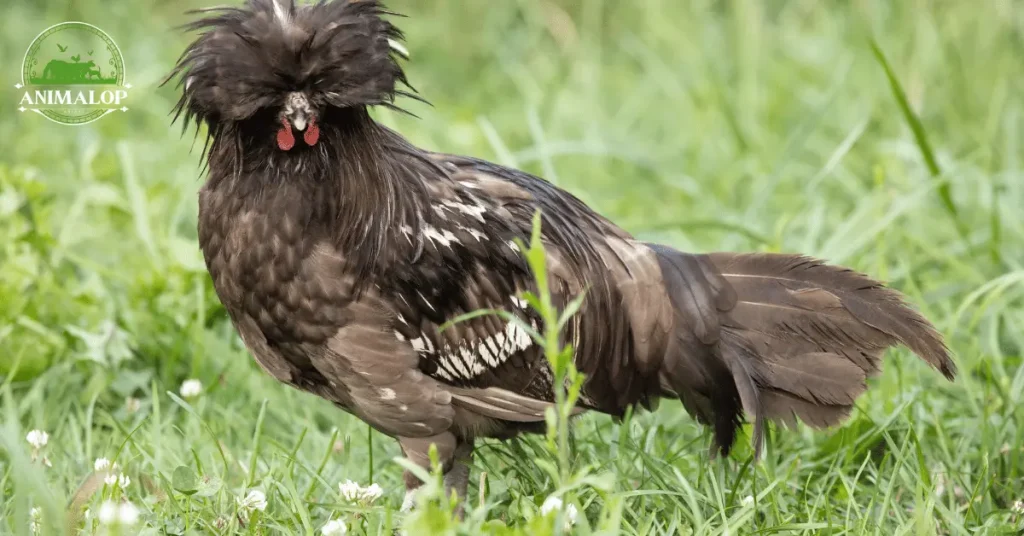 polish rooster