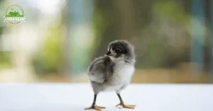 Australorp Chicks