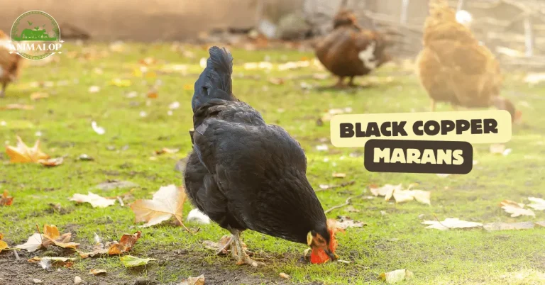Black Copper Marans: Exploring the Breed, Egg Production, Care, and Characteristics
