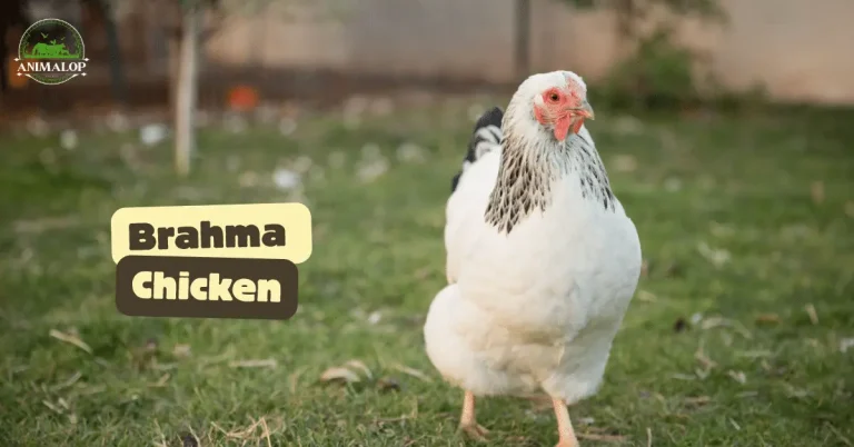 Brahma Chicken: Are They Great Egg-Layers?