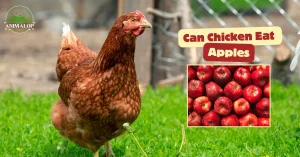 Can Chicken Eat Apples