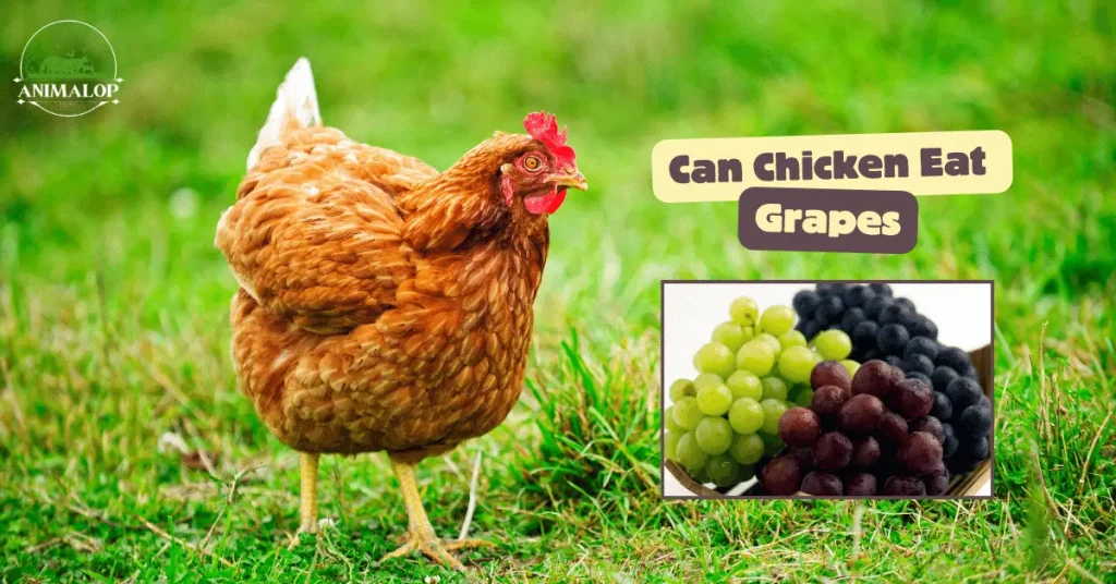 Can Chicken Eat Grapes