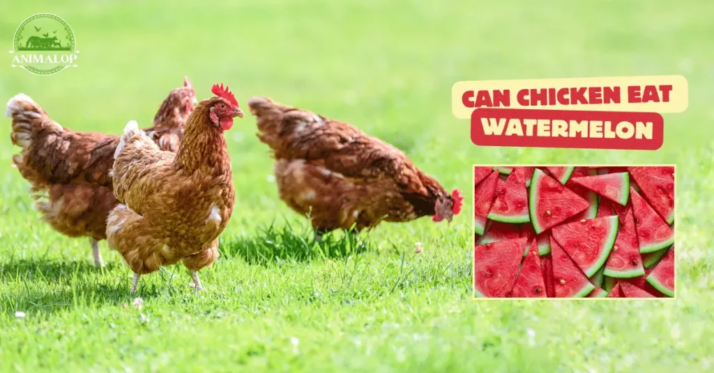 Can Chicken Eat Watermelon