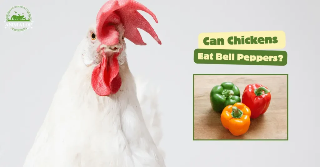 Can Chickens Eat Bell Peppers